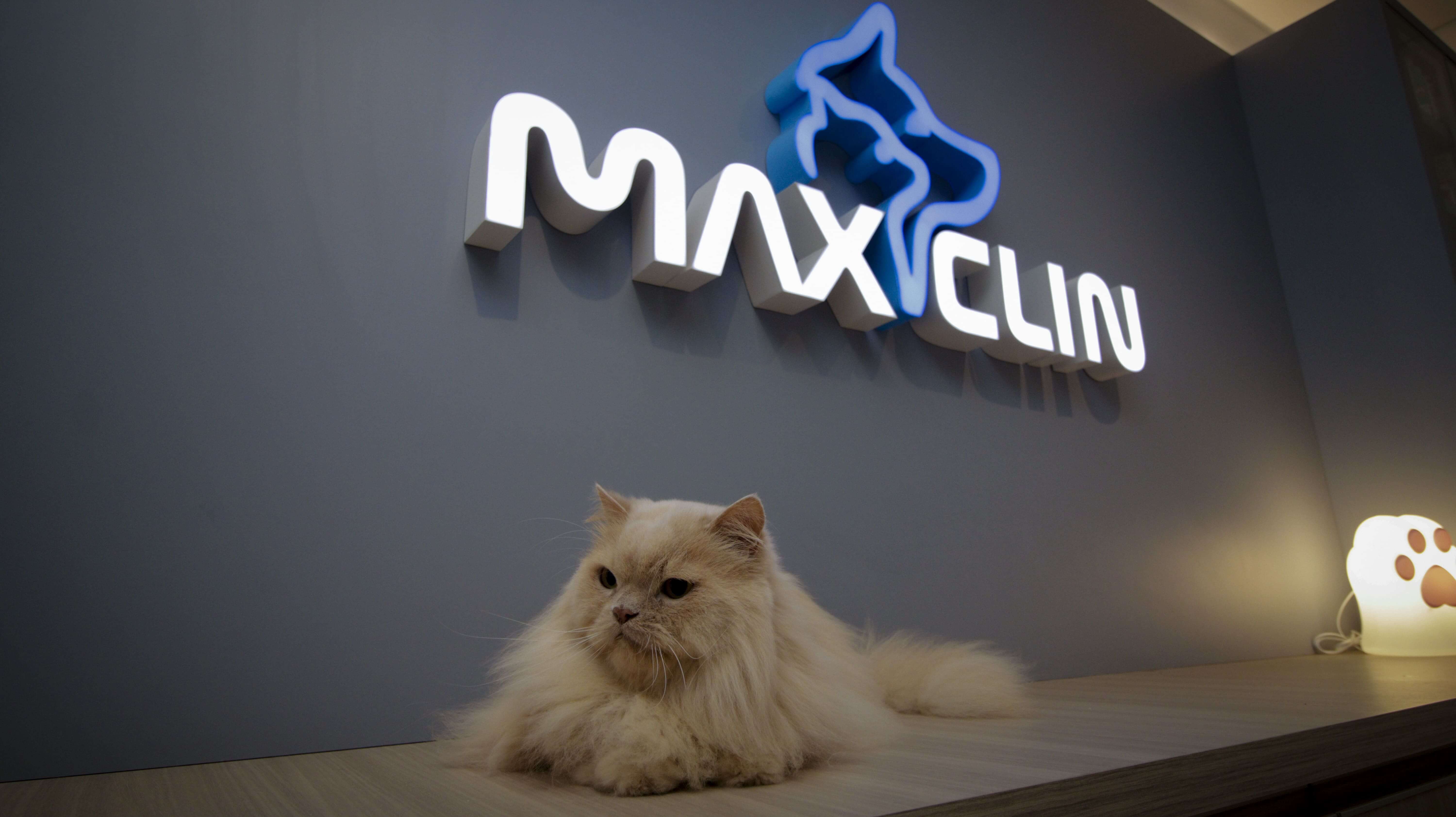 Cuidados especializados para felinos