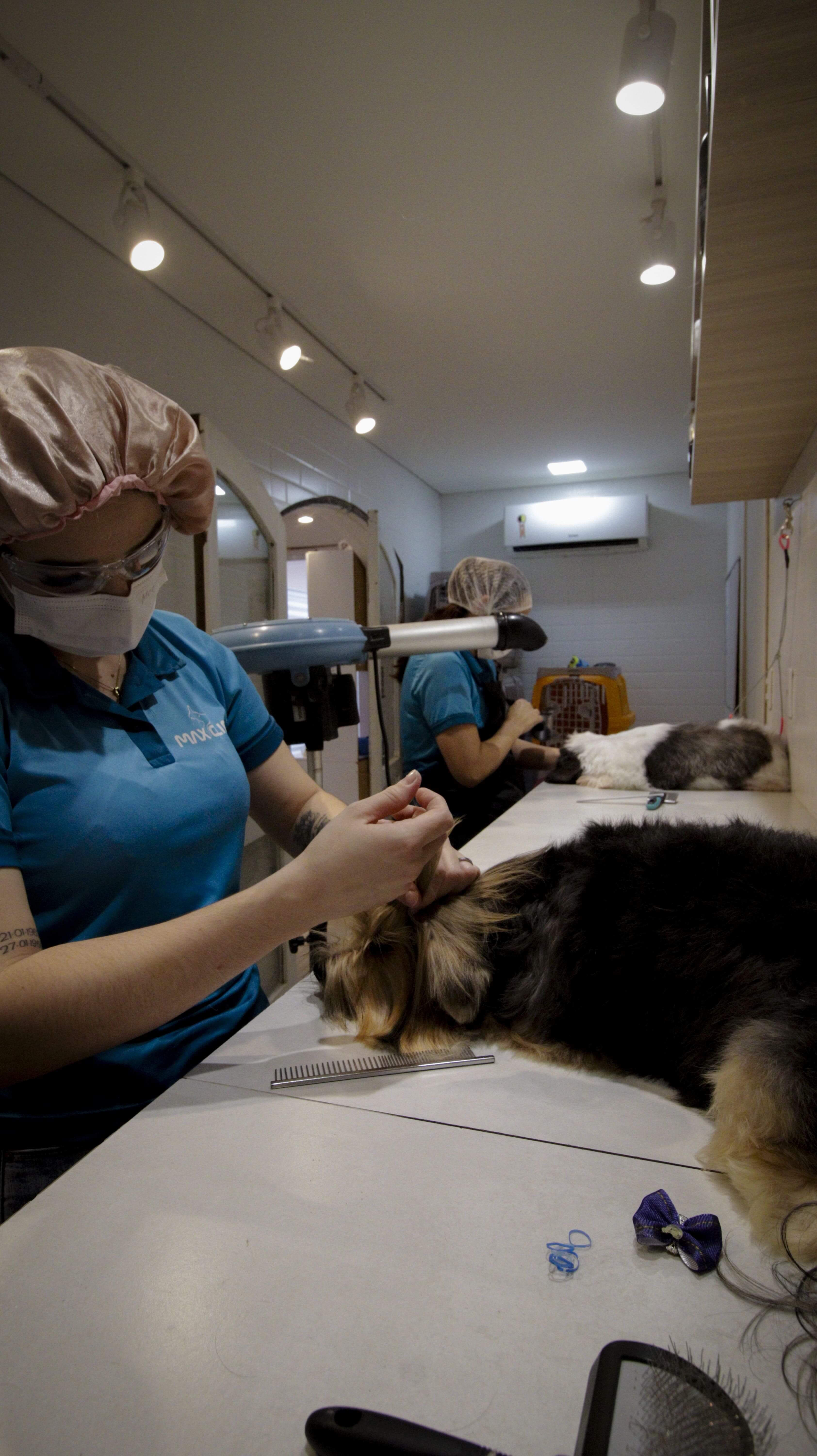 Banho e tosa profissional na Maxiclin