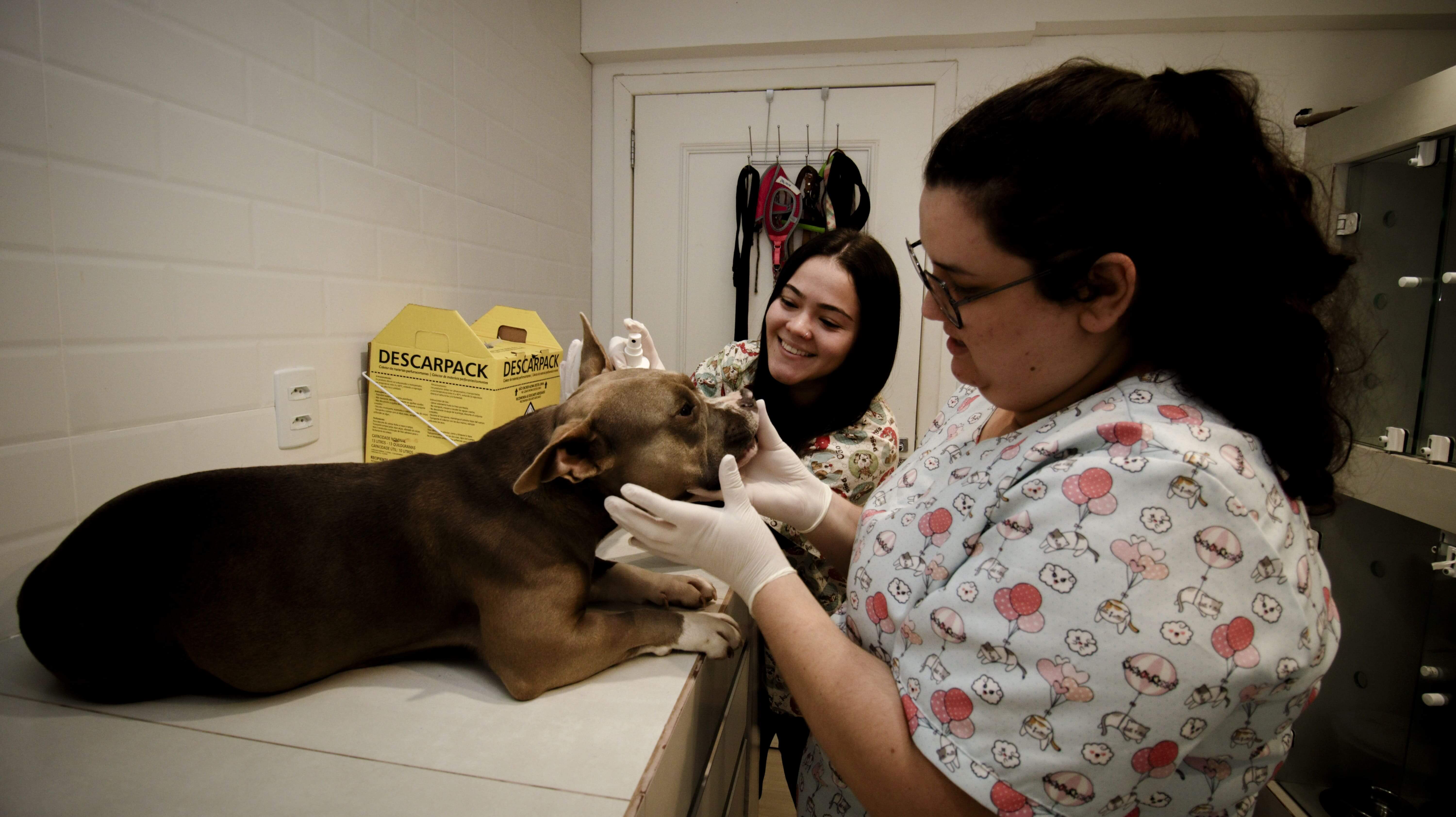 Atendimento emergencial 24 horas na MaxiClin, veterinário em ação