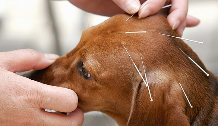 Sessão de acupuntura veterinária na MaxiClin