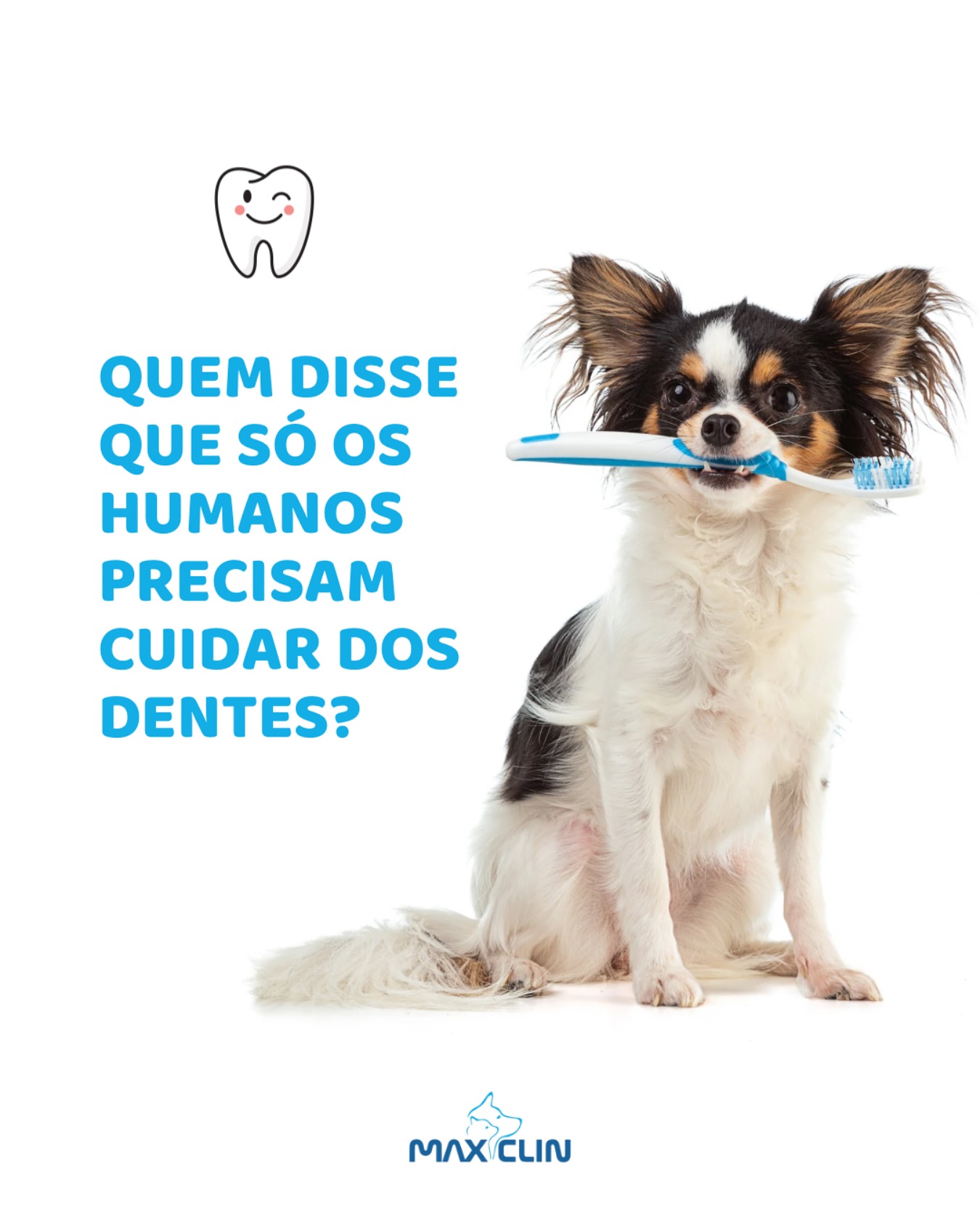 Procedimento odontológico veterinário na MaxiClin