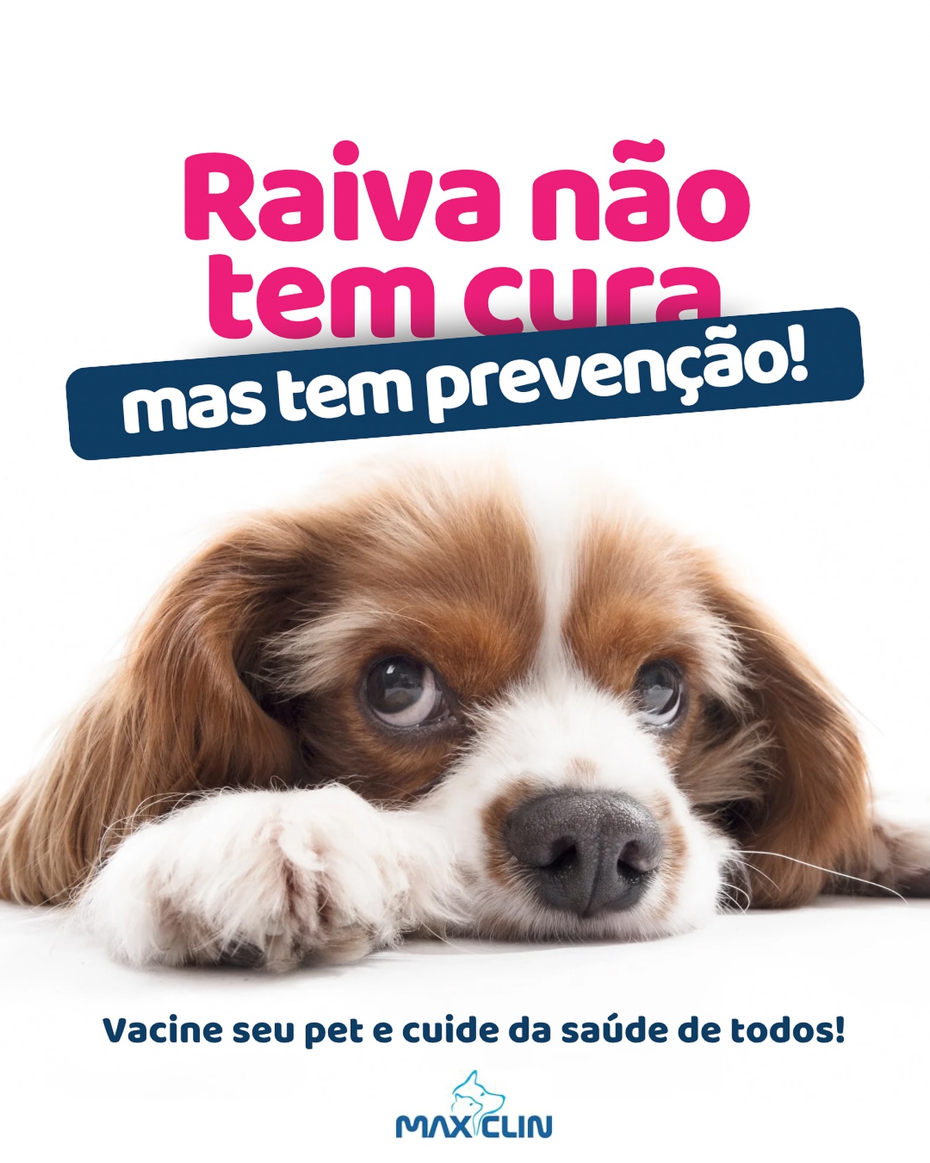 Aplicação de vacina em cão na MaxiClin